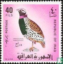 Francolin noir