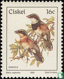 Vögel   kaufen