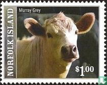 Breeds Of Cattle
