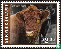 Breeds Of Cattle