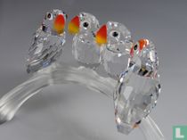 Dwarf Parrots