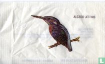 Alcedo Atthis