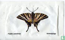 Papilio podalirius - Koningspage