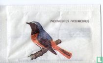 Phoenicurus Phoenicurus