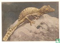 Schors-Gekko, klaar voor sprong