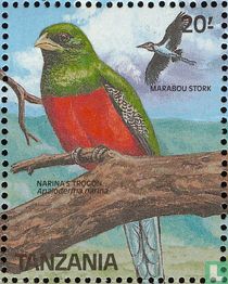 Birds for sale