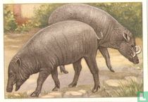 Babi-Roesa of Hert-Zwijn