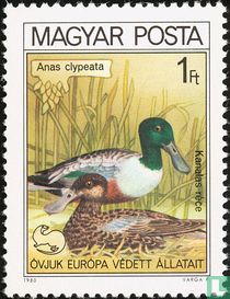 Northern shoveler