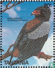 Birds for sale