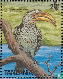 Birds for sale