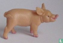 Ferkel stehend