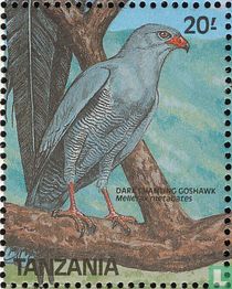Birds for sale