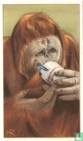 Orang "Piet" (einde jeugd)