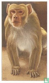 Dreigende Rhesus-Aap
