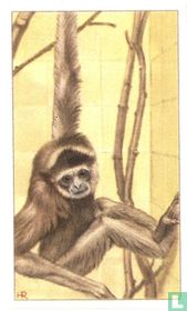 Müller's Gibbon