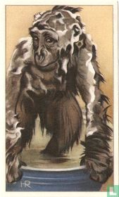 Jonge Gorilla "Jaap" in 't bad