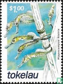 Sea Horses