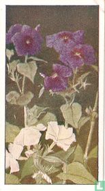 Phlox