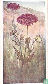 Knautia