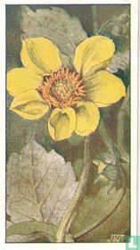 Dahlia