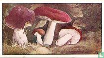 Russula