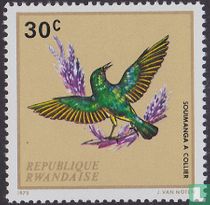 Oiseaux indigènes