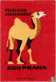 Velbloud Jednohrsy (dromedaris)