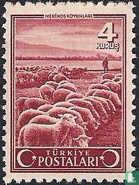 Merino sheep