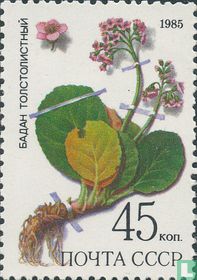 Plantes médicinales.