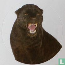 Zwarte panter