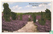Bloeiende heide op de Veluwe - Apeldoorn