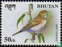 Oiseaux acheter