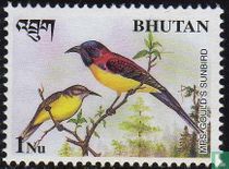 Oiseaux acheter