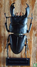 Dorcus Titanus titanus