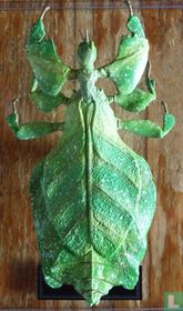 Phyllium giganteum