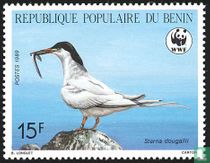 Roseate tern 