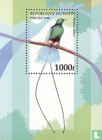 Blue bird-of-paradise for sale