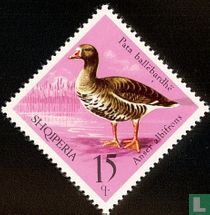 Water Birds