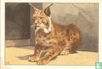 Los of Lynx