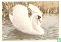 Knobbel-Zwaan in imponeerhouding