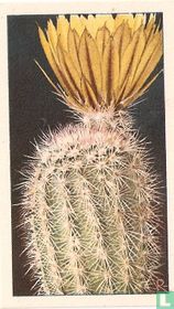 Ruige-Dwergtoortscactus