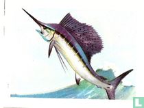 Zeilvis.