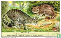 Chat sauvage - Chat Pajeros