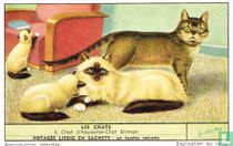 Chat d'Abyssinie - Chat Birman