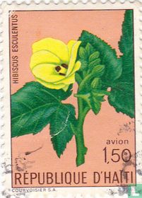 Hibiscus esculentus