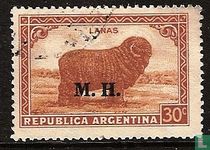 Merino sheep MH