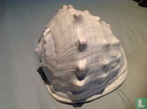 Cassis madagascariensis