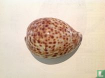 Cypraea tigris