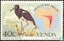 Oiseaux   