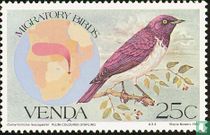 Oiseaux   